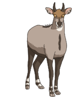 Gif animé antilope grise